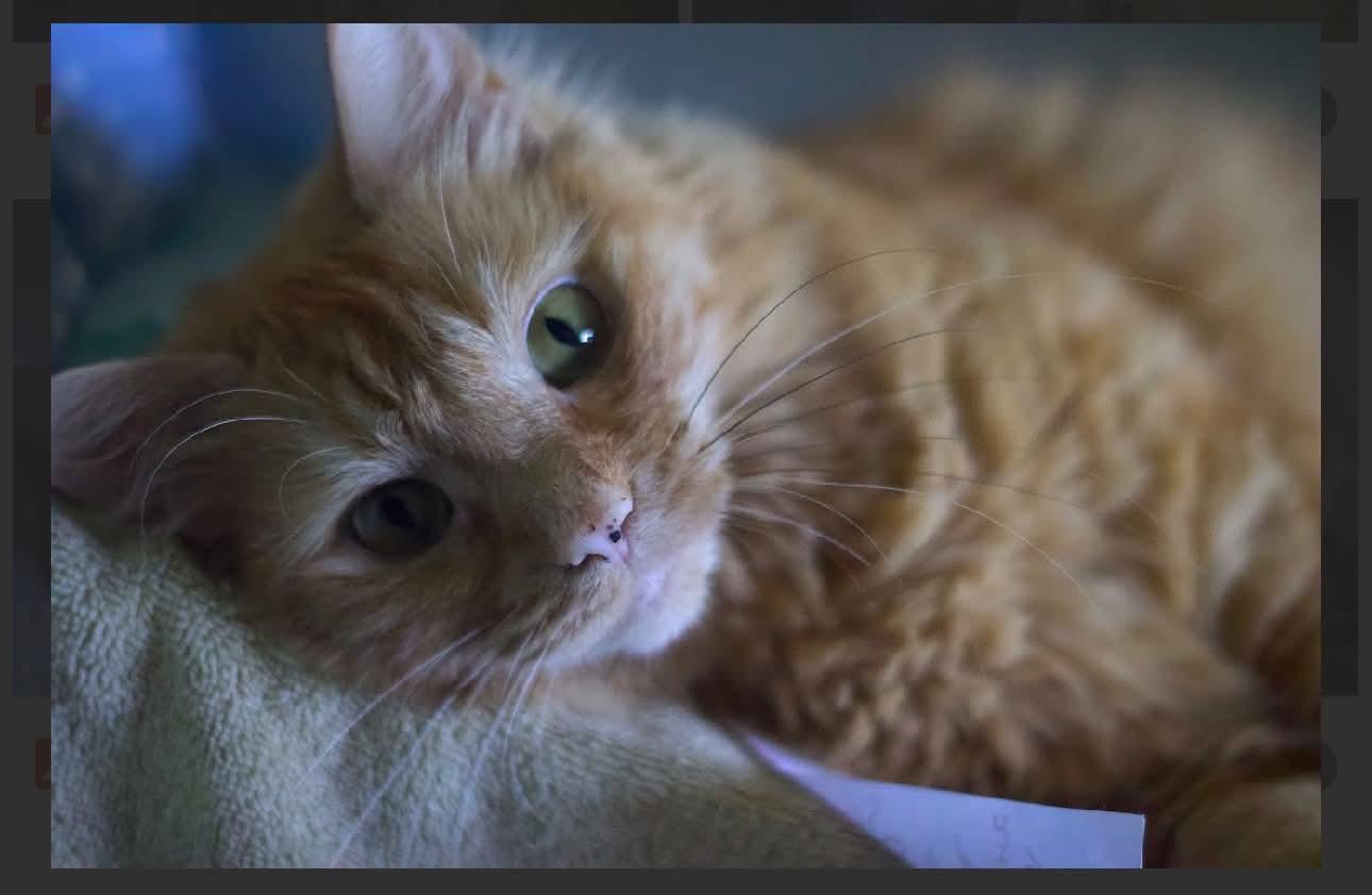 Peanut, a Adoptable Domestic Medium Hair in Acushnet, MA image 5/6