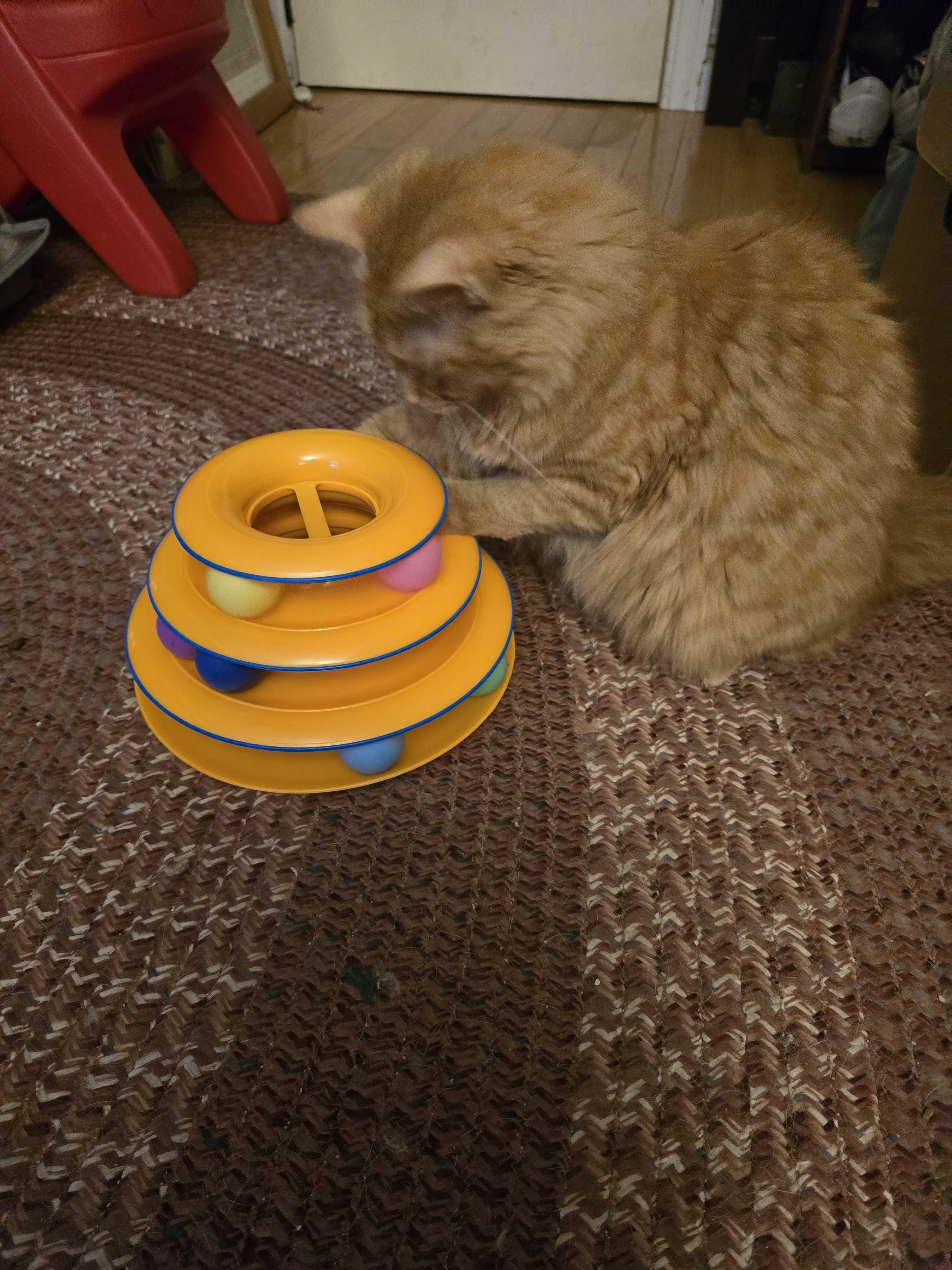 Peanut, a Adoptable Domestic Medium Hair in Acushnet, MA image 6/6