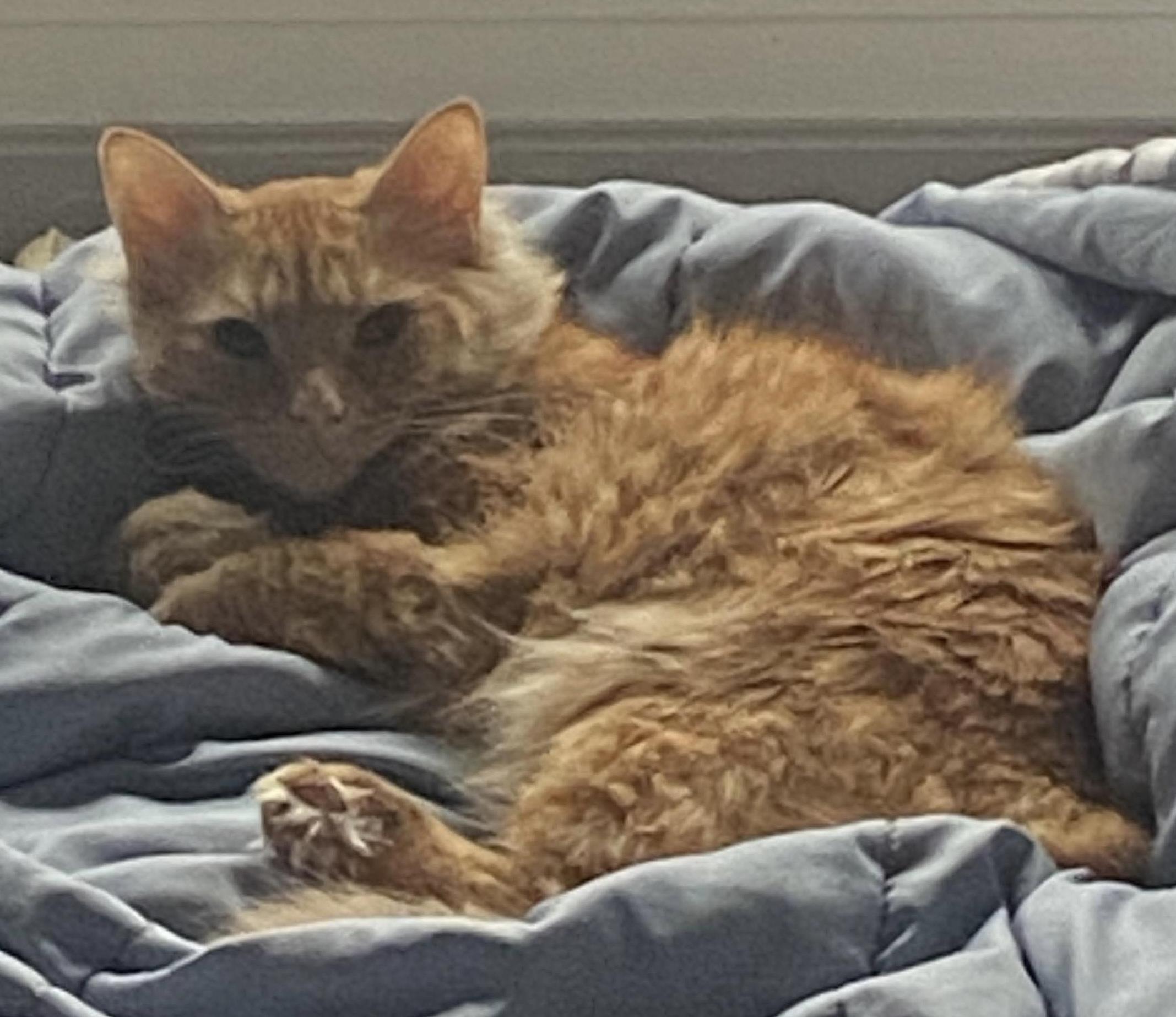 Peanut