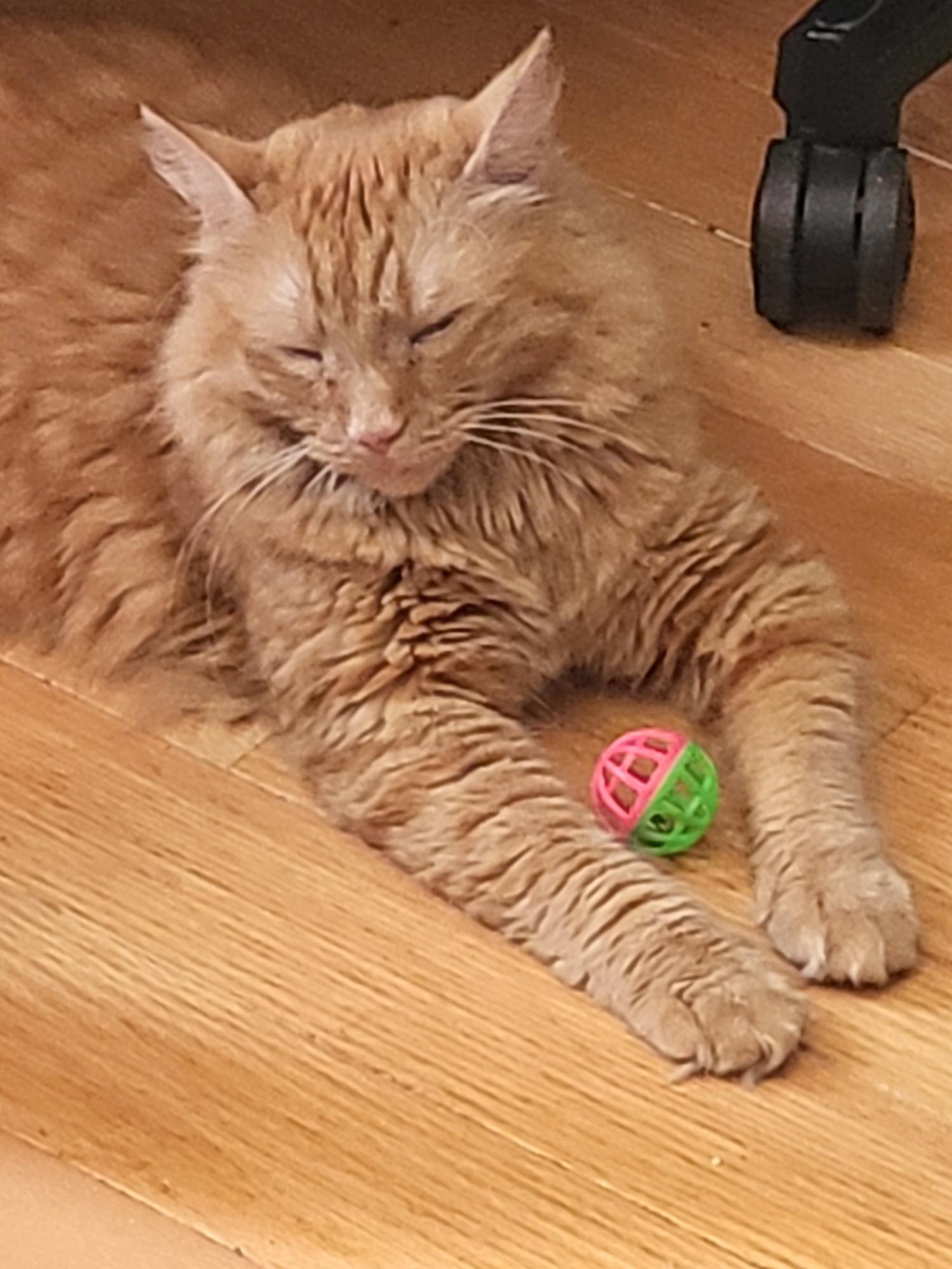 Peanut, a Adoptable Domestic Medium Hair in Acushnet, MA image 3/6