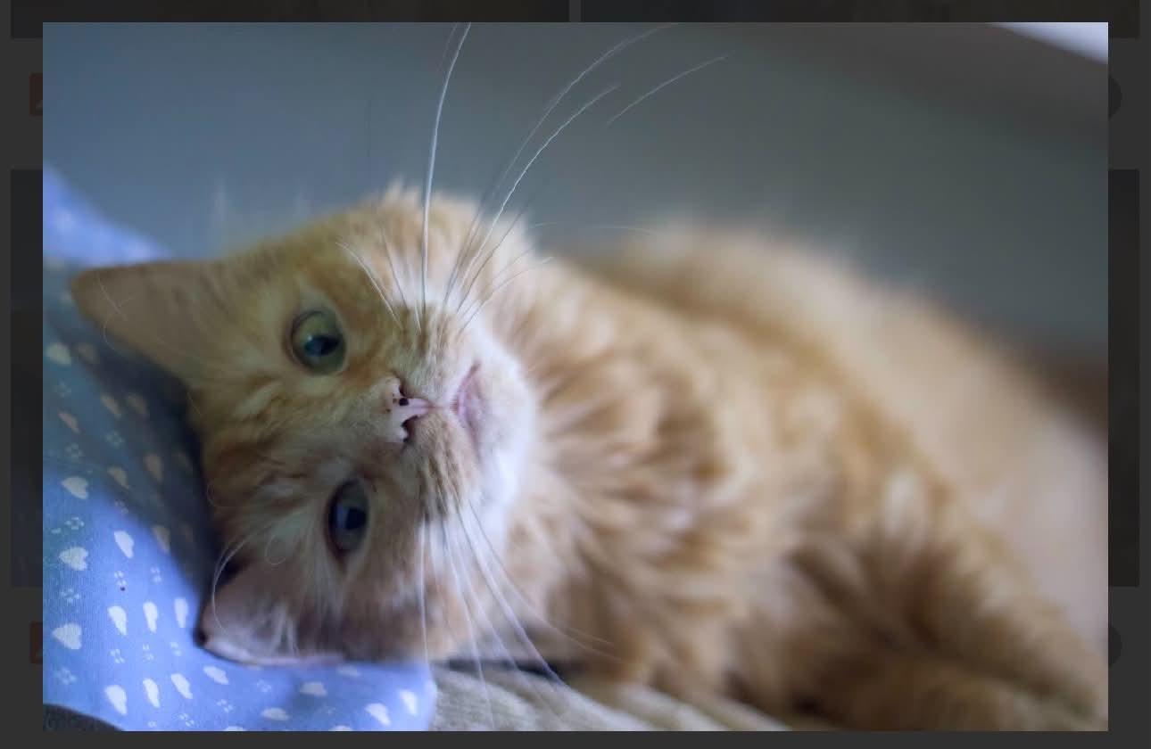 Peanut, a Adoptable Domestic Medium Hair in Acushnet, MA image 4/6
