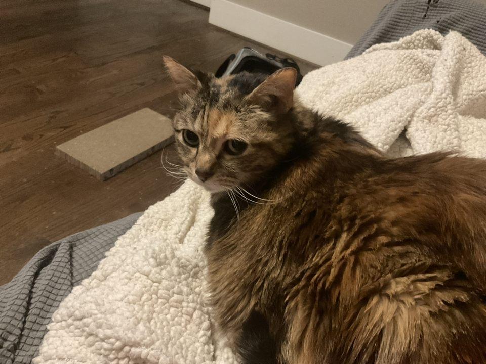 Enlarge Fury (Medusa) Iola, a Adoptable Domestic Short Hair in Sterling, VA image 6/6