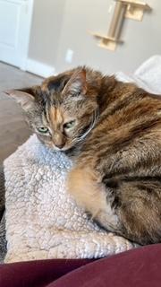 Enlarge Fury (Medusa) Iola, a Adoptable Domestic Short Hair in Sterling, VA image 5/6