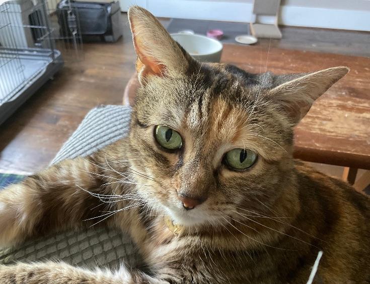 Fury (Medusa) Iola, a Adoptable Domestic Short Hair in Sterling, VA image 1/3