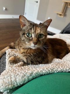 Fury (Medusa) Iola, Adoptable, Senior Female Domestic Short Hair.