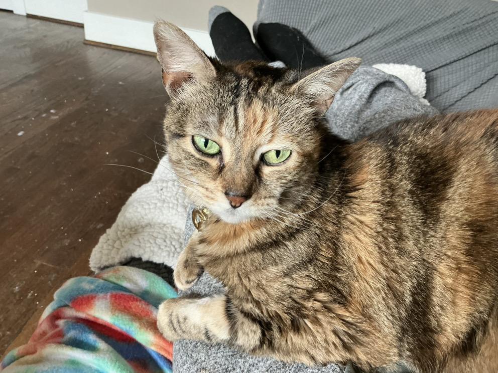 Fury (Medusa) Iola, a Adoptable Domestic Short Hair in Sterling, VA image 3/3