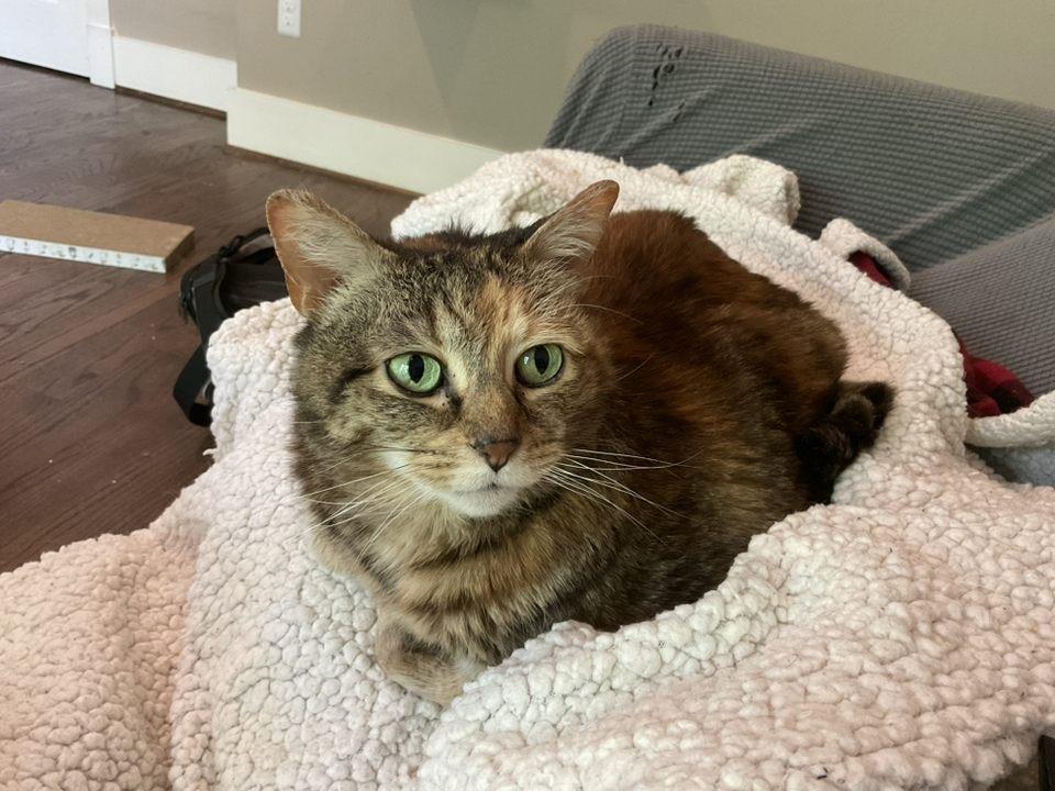 Fury (Medusa) Iola, Adoptable, Senior Female Domestic Short Hair.