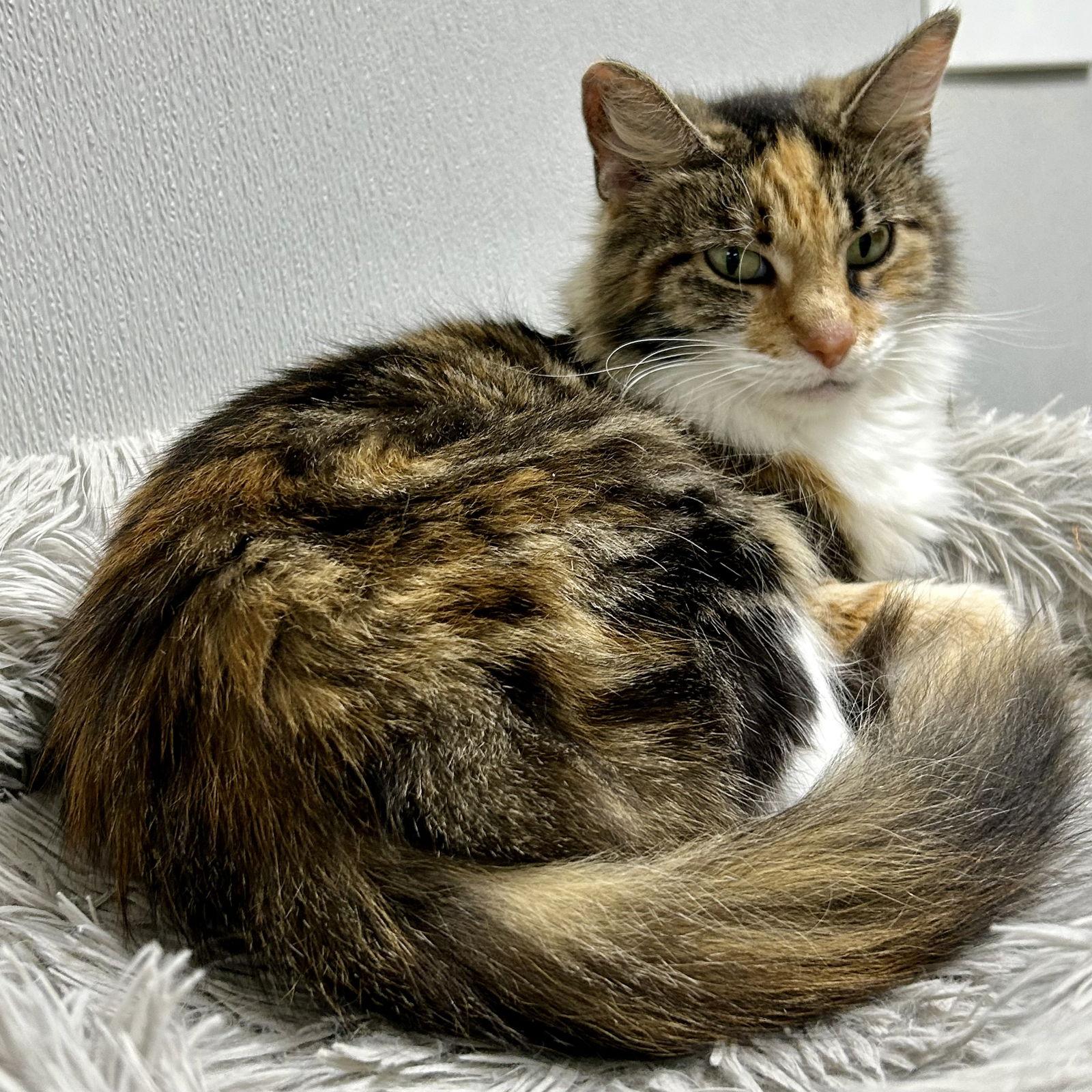 Enlarge Cinderella 2025, a Adoptable mixed breed in Norwood, OH image 1/3