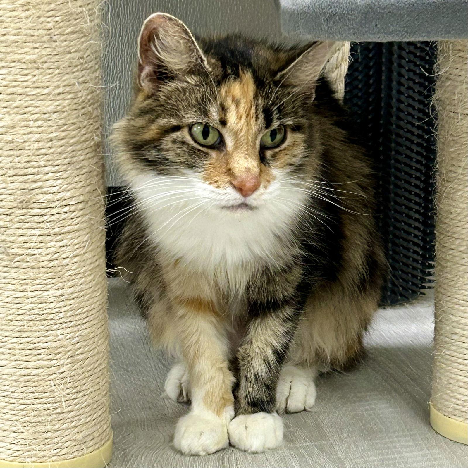 Cinderella 2025, Adoptable, Young Female Calico & Domestic Medium Hair.