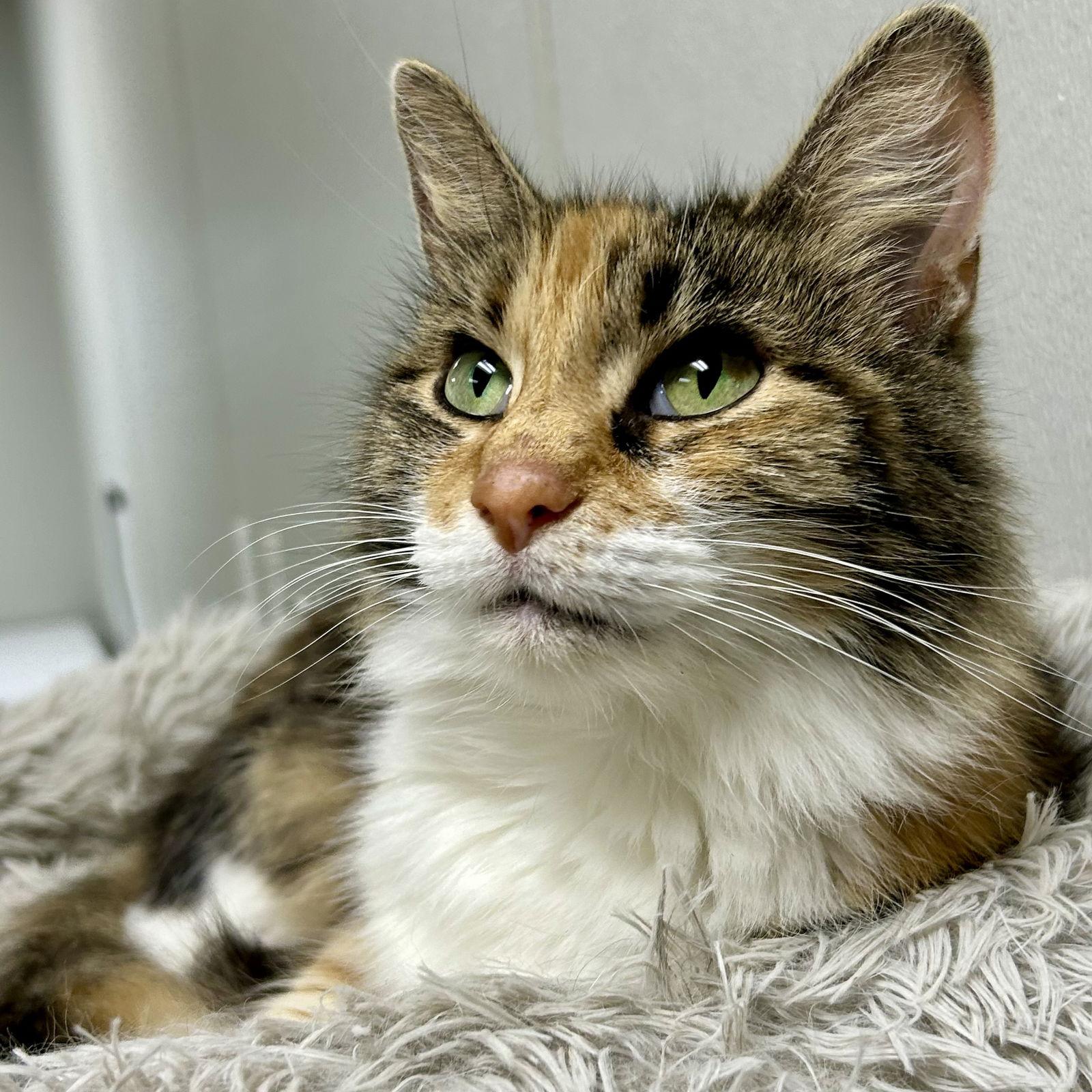 Enlarge Cinderella 2025, a Adoptable mixed breed in Norwood, OH image 3/3