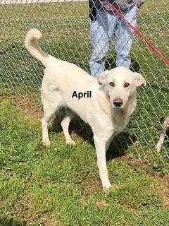 Enlarge April, an adopted mixed breed in Paterson, NJ image 2/3
