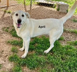 Enlarge April, an adopted mixed breed in Paterson, NJ image 1/3