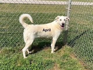 Enlarge April, an adopted mixed breed in Paterson, NJ image 3/3