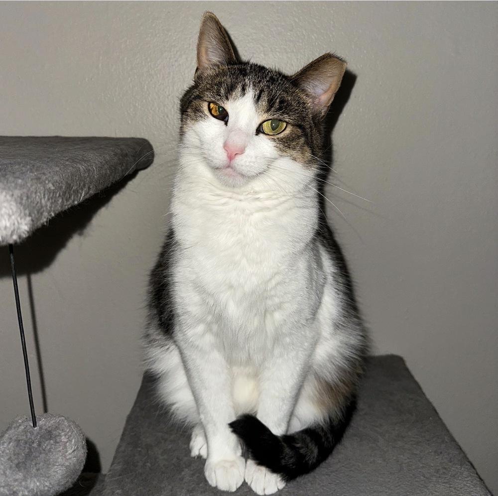 Enlarge Lydia, a Adoptable mixed breed in Wheaton, IL image 1/5