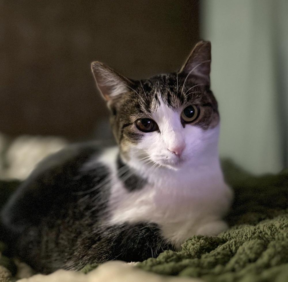 Enlarge Lydia, a Adoptable mixed breed in Wheaton, IL image 3/5