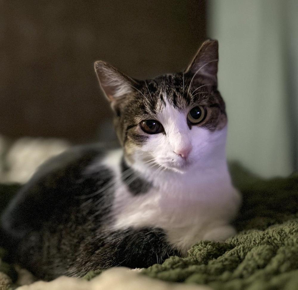 Enlarge Lydia, a Adoptable mixed breed in Wheaton, IL image 5/5