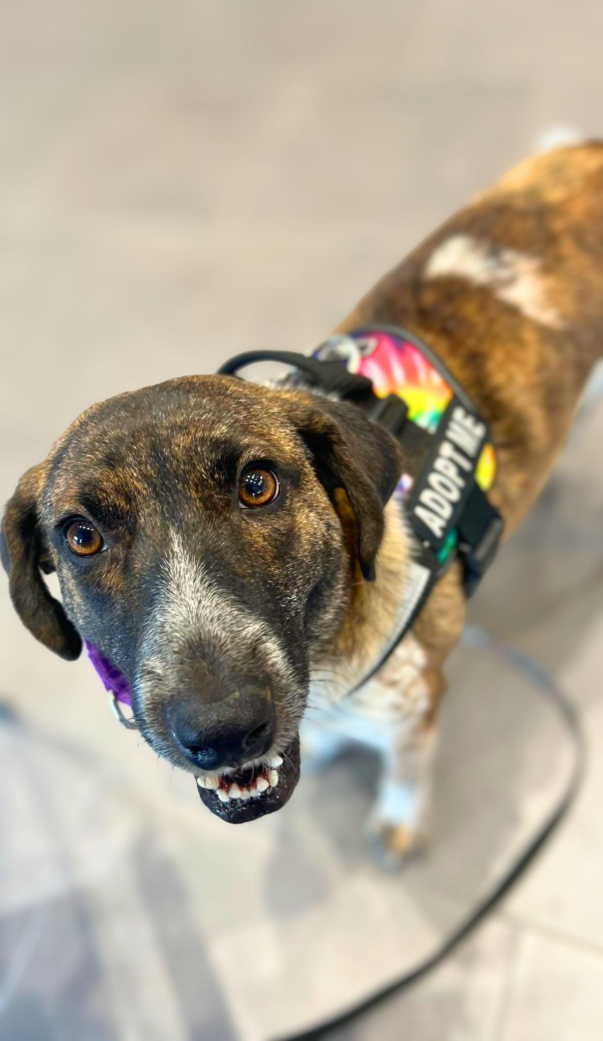 Enlarge Kip, a ADOPTABLE Mixed Breed in Austin, TX image 5/5
