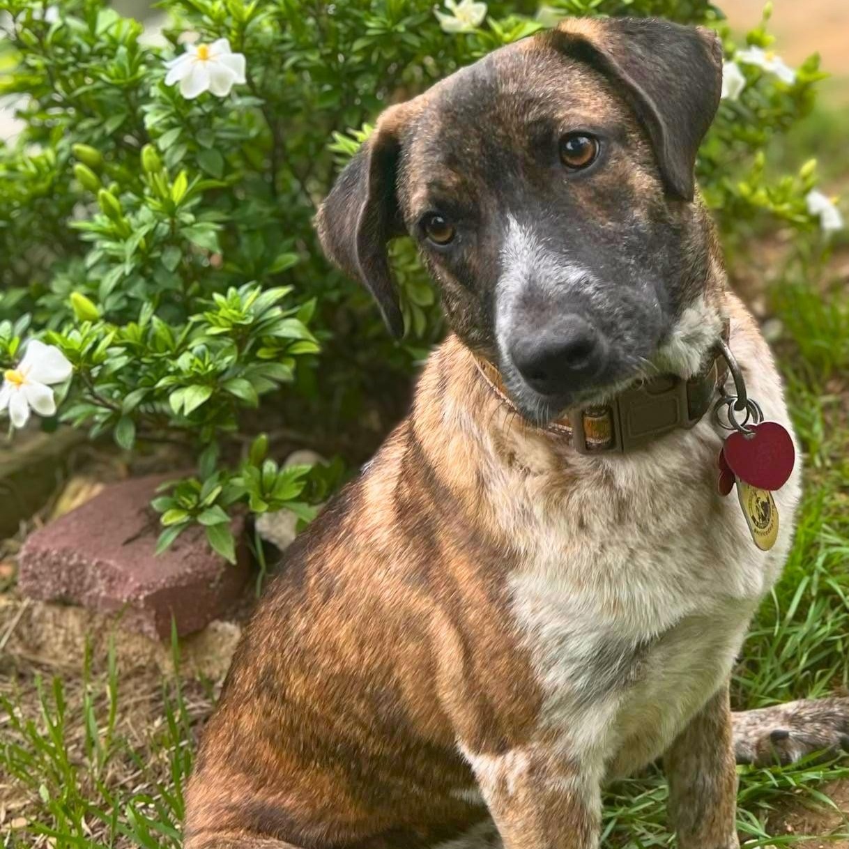 Enlarge Kip, a ADOPTABLE Mixed Breed in Austin, TX image 1/5