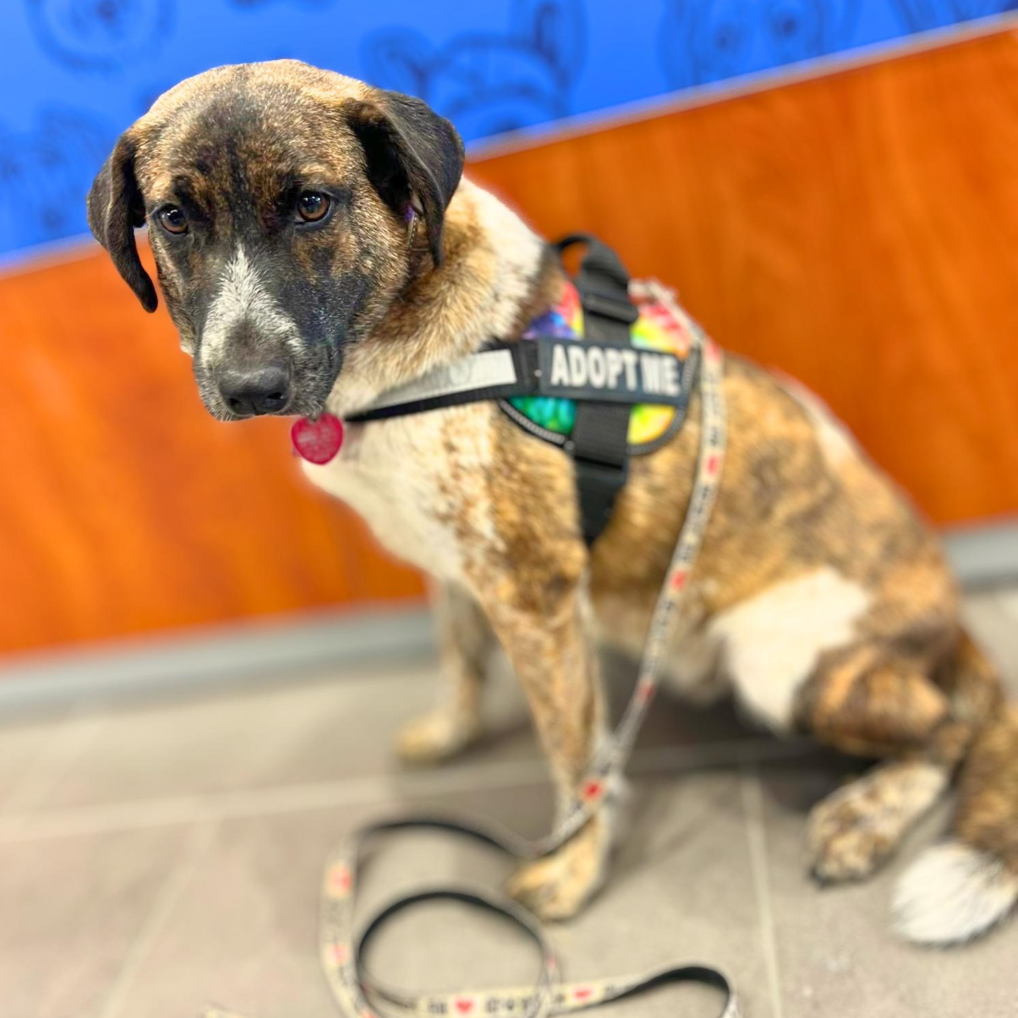 Enlarge Kip, a ADOPTABLE Mixed Breed in Austin, TX image 3/5