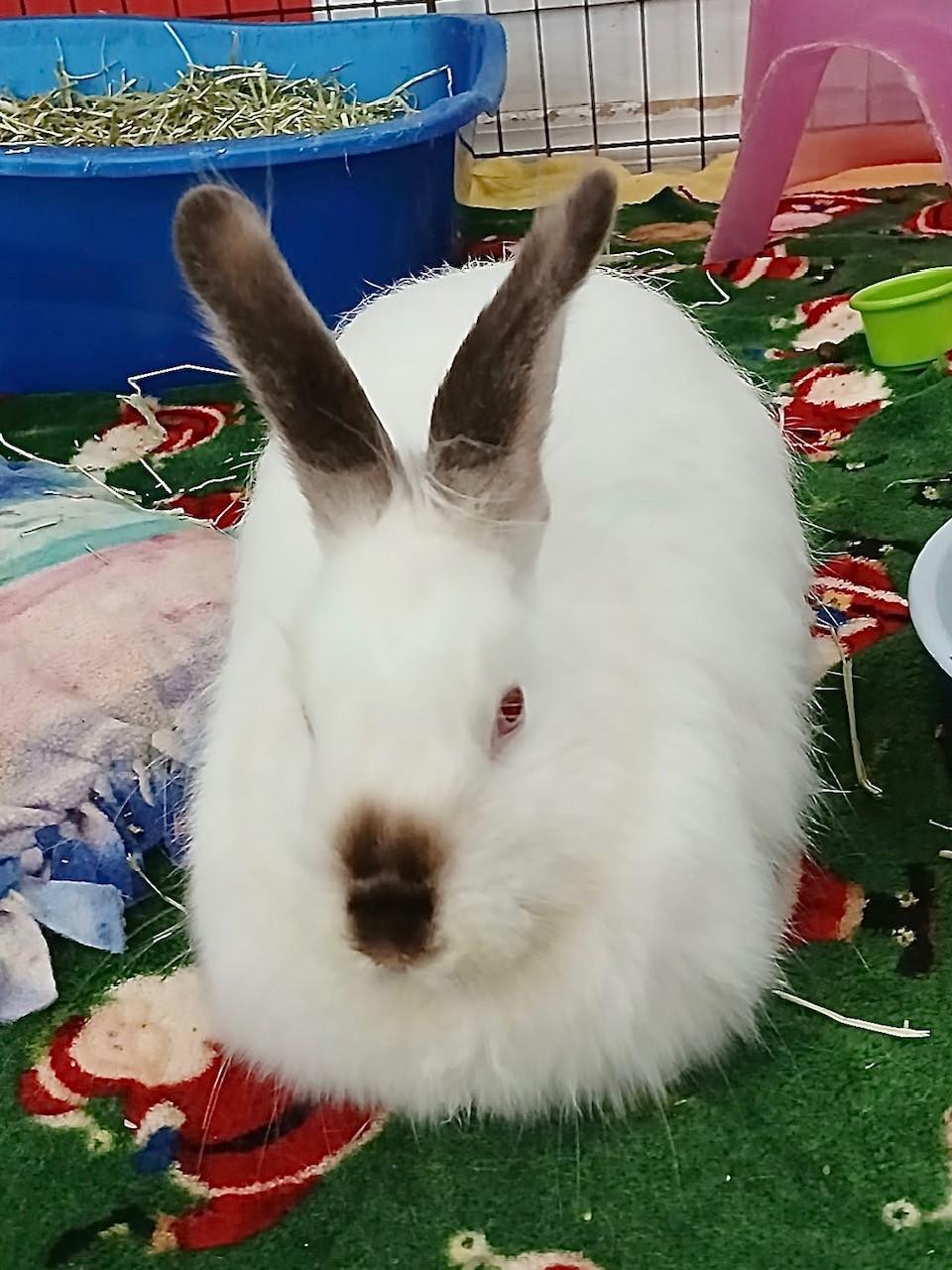 Mistletoe, ADOPTABLE, Young Female Himalayan & Angora Rabbit.