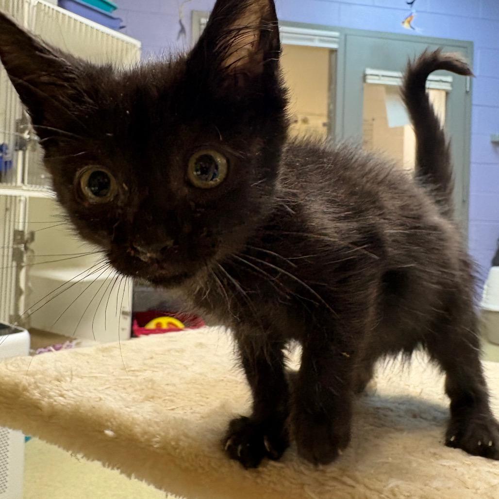 Enlarge Tulip, a Adoptable Domestic Short Hair in Windsor, VA image 1/1