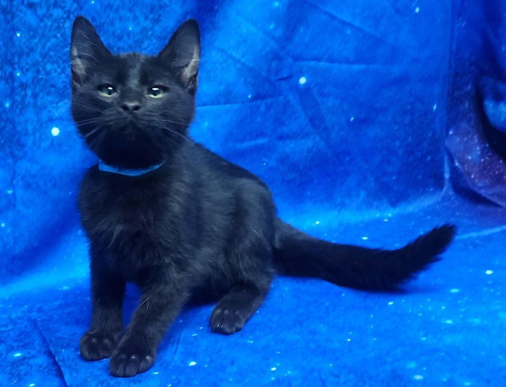 Enlarge 252019  Hades, a Adopted Domestic Short Hair in Wetumpka, AL image 1/3