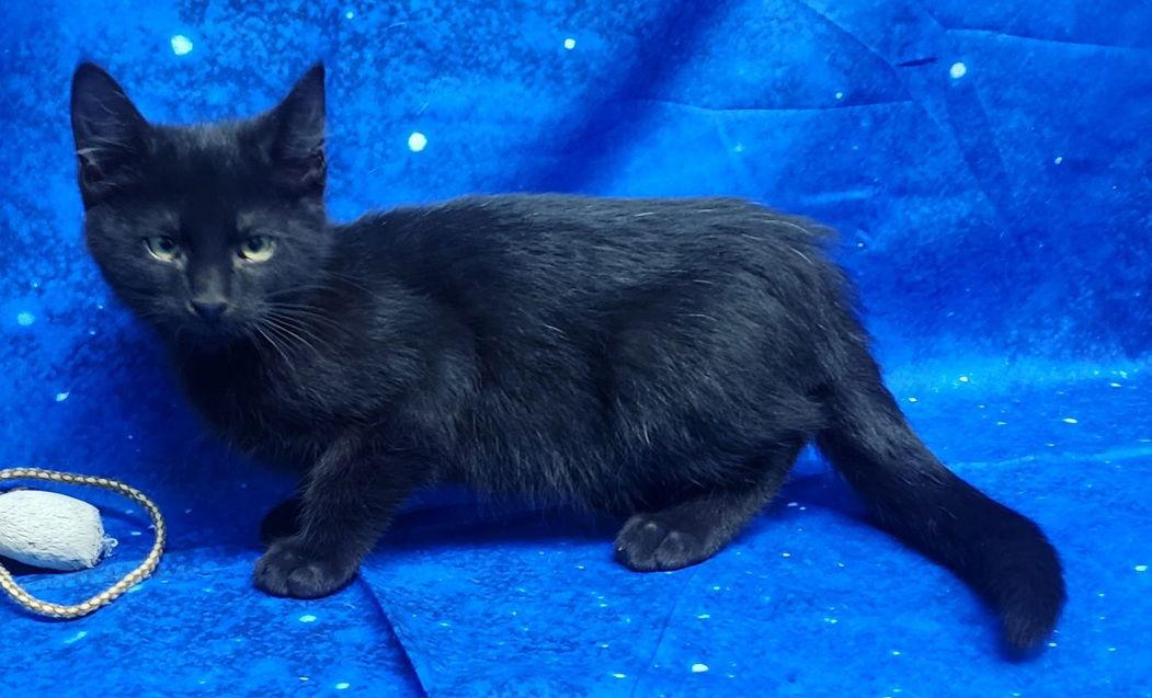 Enlarge 252019  Hades, a Adopted Domestic Short Hair in Wetumpka, AL image 2/3