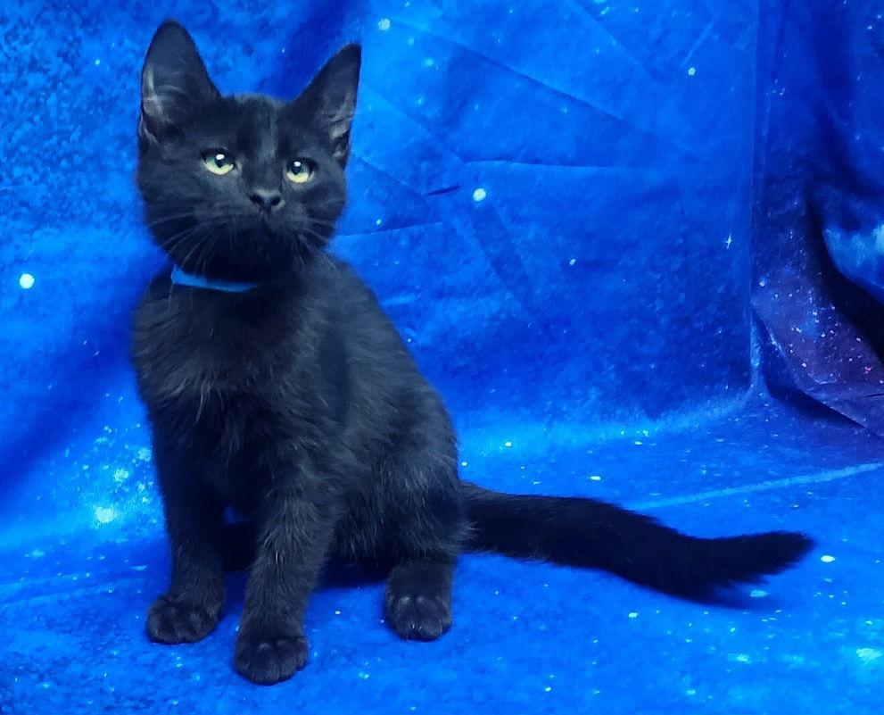 Enlarge 252019  Hades, a Adopted Domestic Short Hair in Wetumpka, AL image 3/3