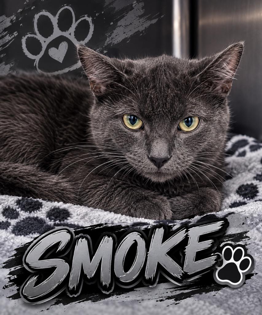 Enlarge Smoke, a Adoptable mixed breed in Shelbyville, TN image 1/1