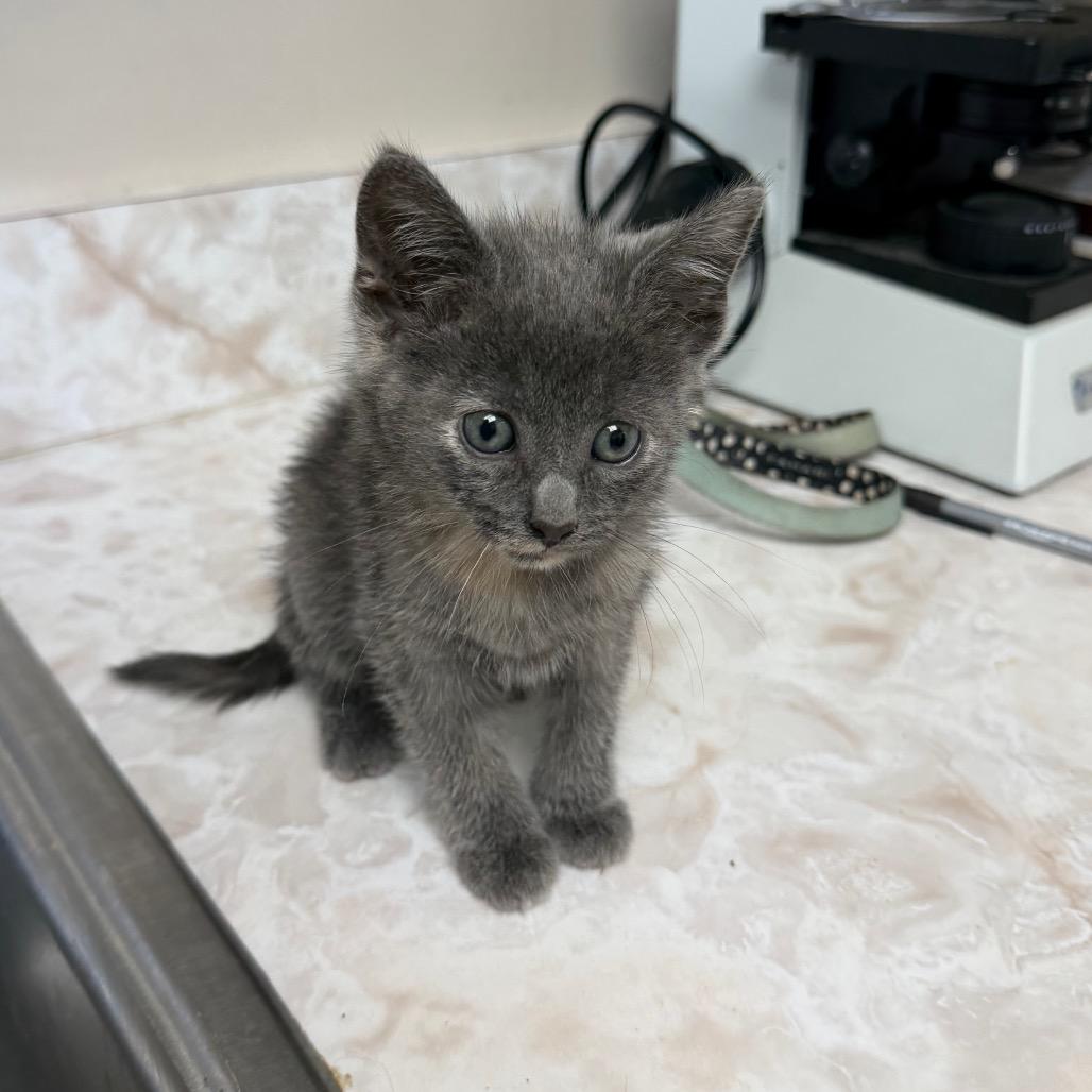 Misty — thumbnail 2