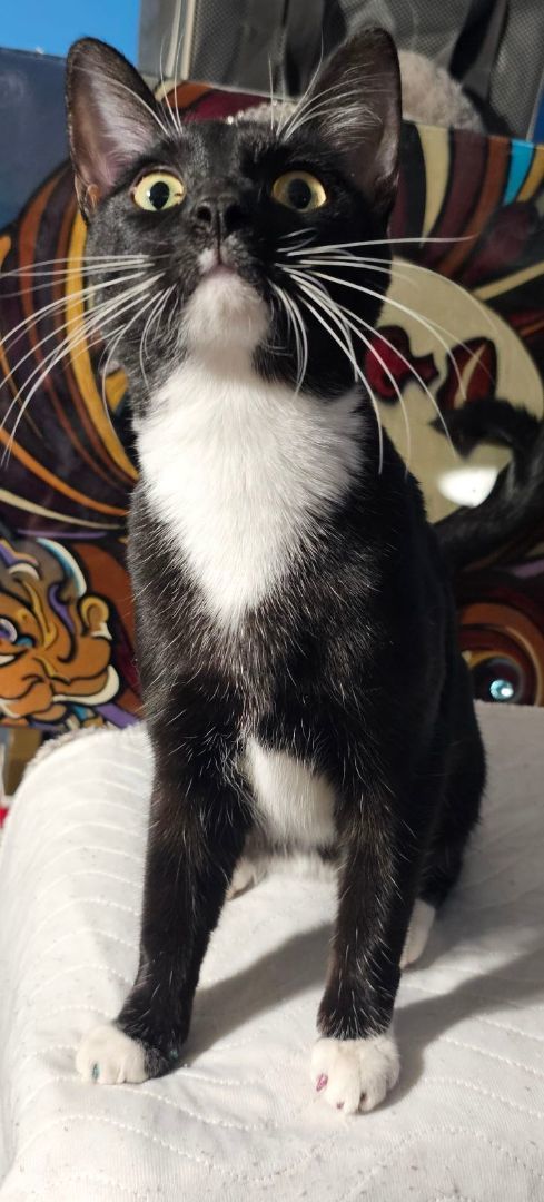 Lolly, Adopted, Kitten Female Egyptian Mau.