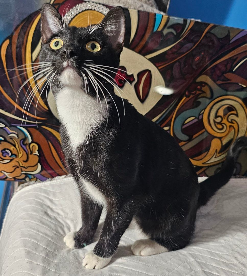 Lolly, a Adopted mixed breed in Youngtown, AZ image 2/5