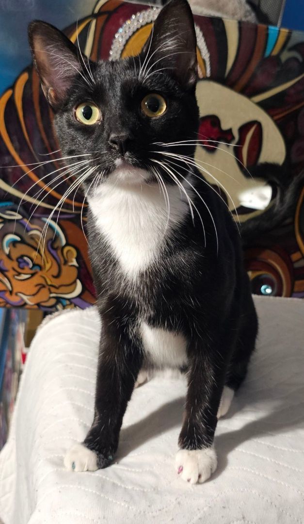 Lolly, a Adopted mixed breed in Youngtown, AZ image 5/5