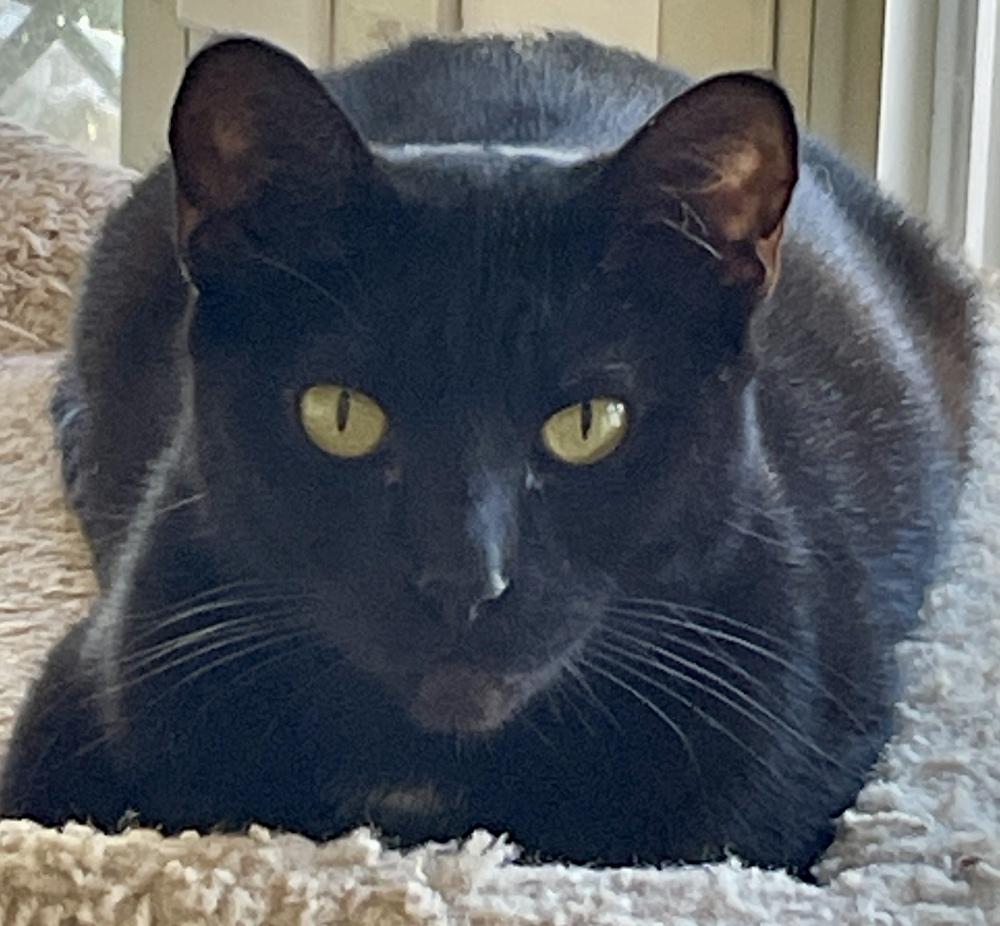 ESTRELLA, Adoptable, Adult Female Domestic Short Hair.