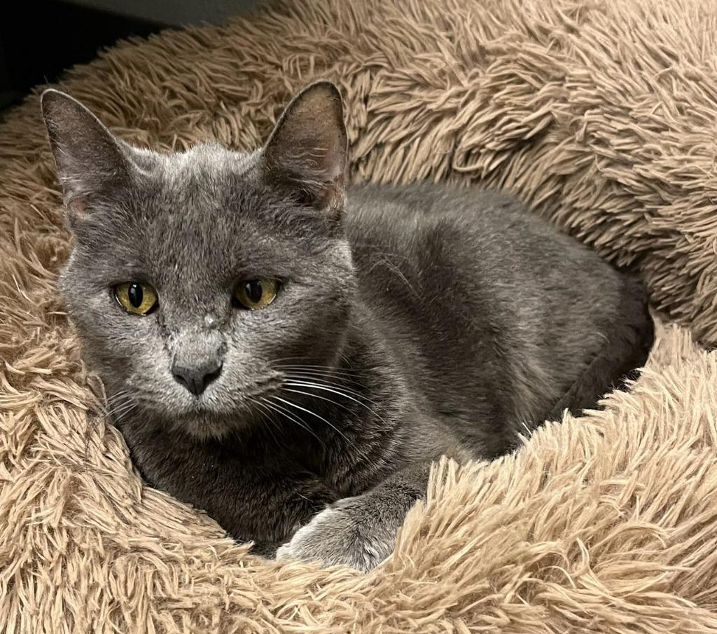 Enlarge Helen, a Adoptable mixed breed in Richland Hills, TX image 1/1