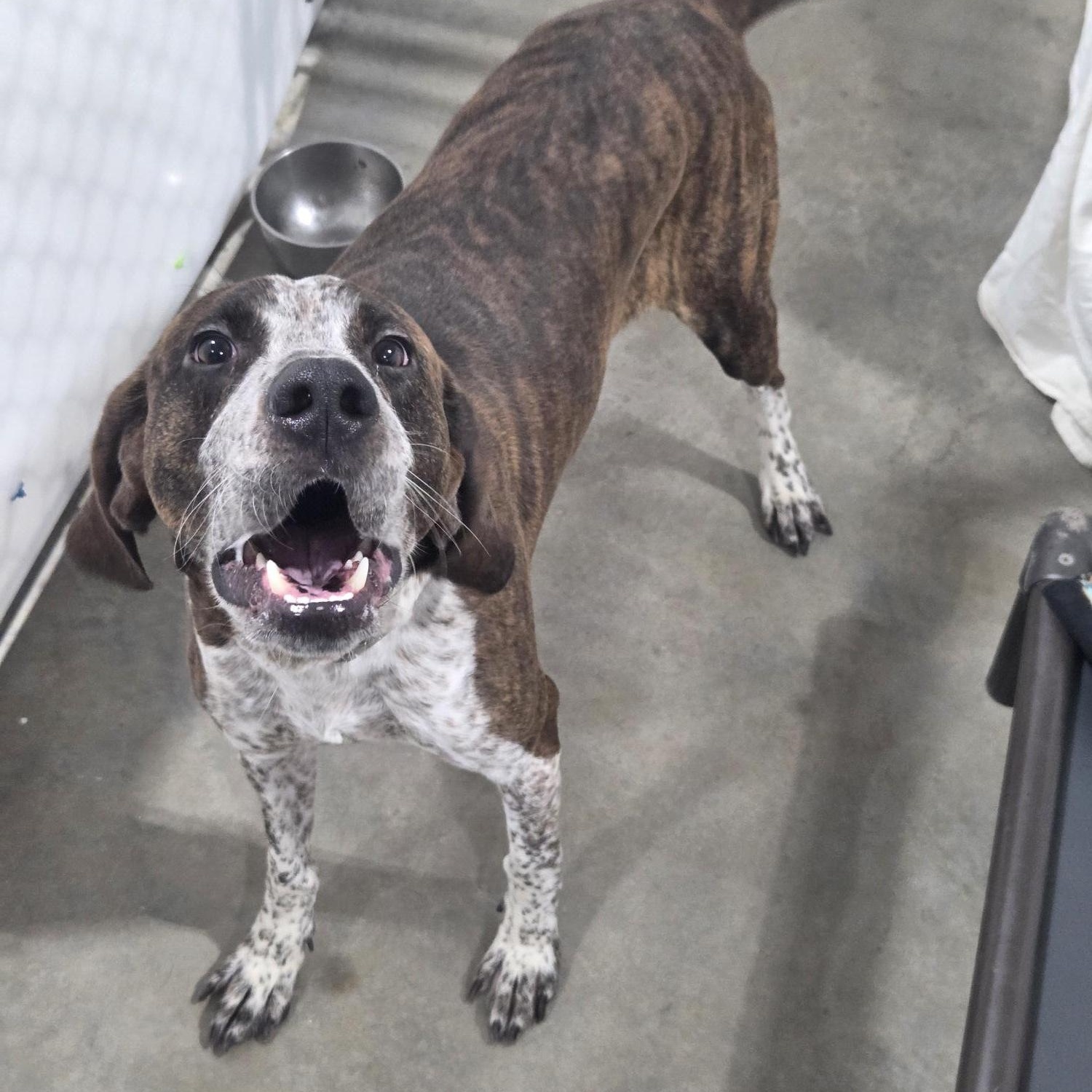 Gunnar, ADOPTABLE, Adult Male Hound.
