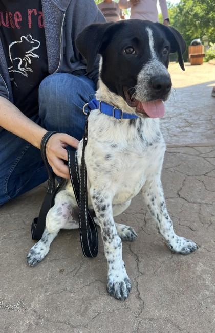 Kodak, Adoptable, Adult Male German Shorthaired Pointer & Retriever.