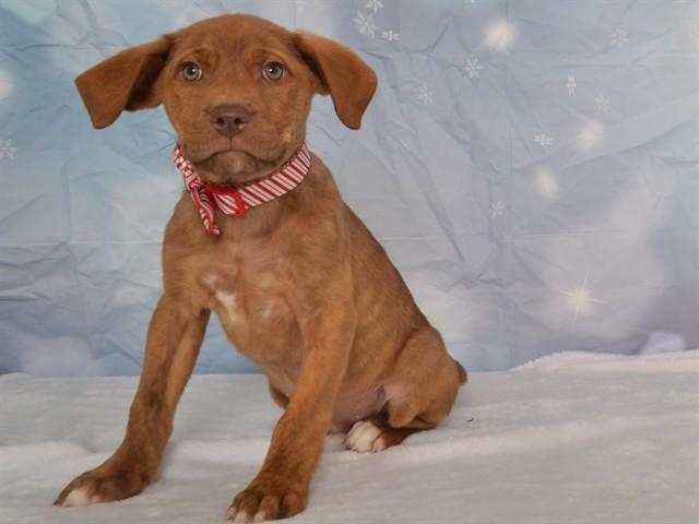 COMET, Adoptable, Puppy Male German Shepherd Dog & Boxer.