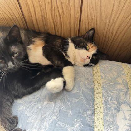 Willa, Adoptable, Adult Female Domestic Medium Hair & Domestic Short Hair.