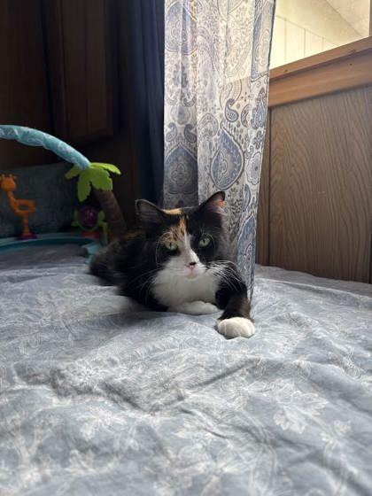 Enlarge Willa, a Adoptable mixed breed in Gwinn, MI image 2/3