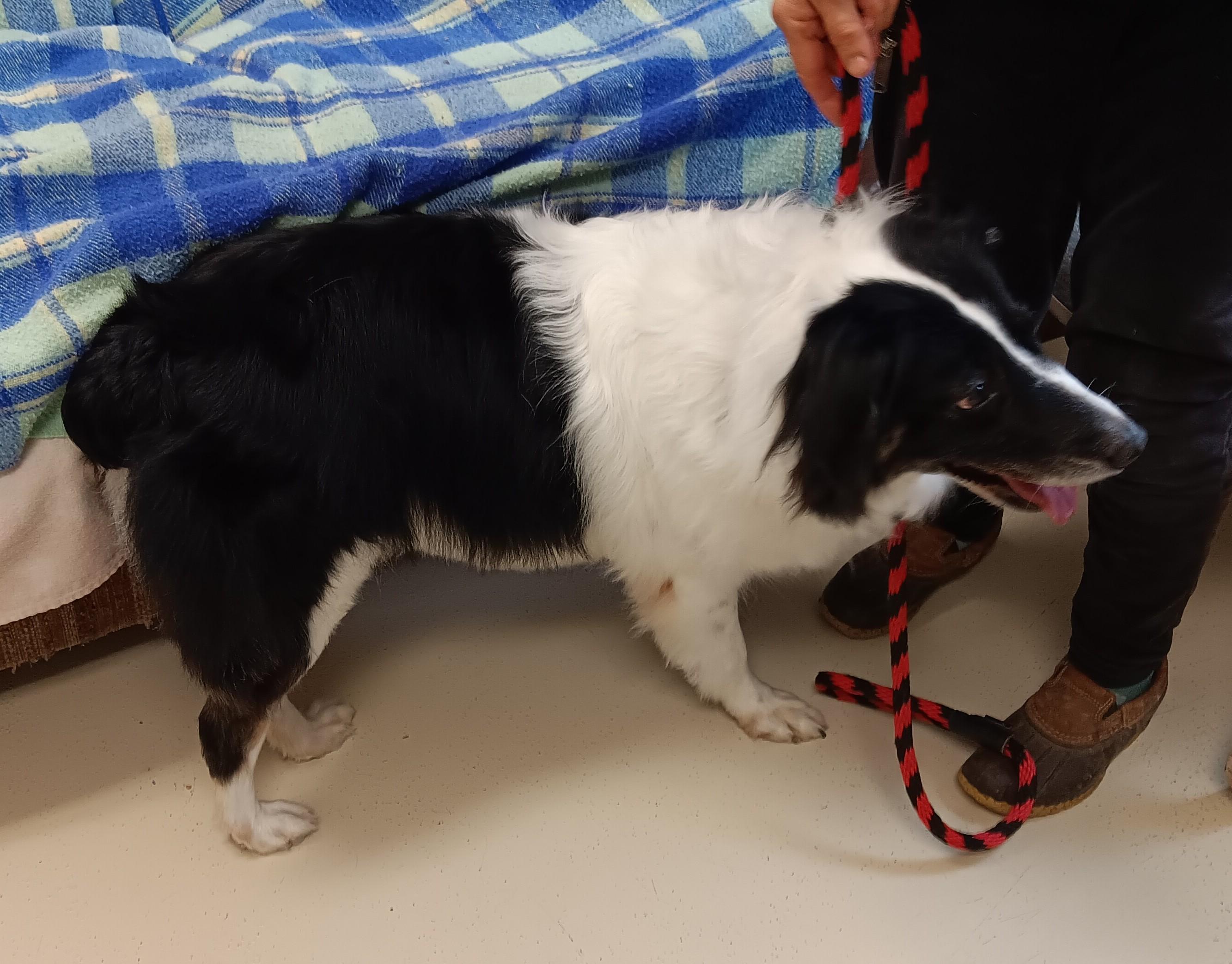 Enlarge Bailey , an adopted Australian Shepherd in Springfield, OH image 2/3