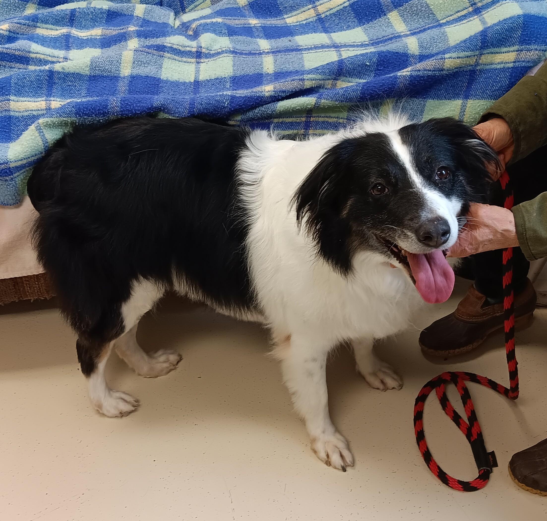 Bailey , adopted, Senior Female Australian Shepherd.