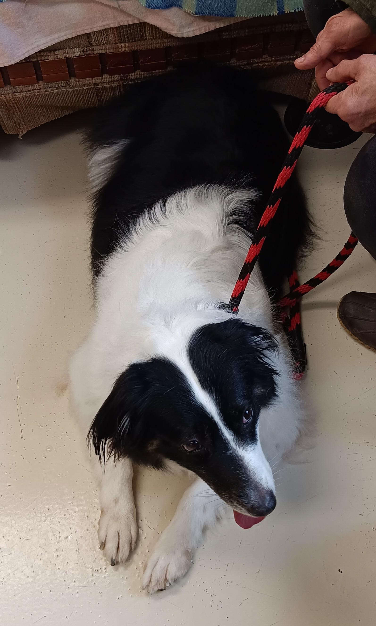 Enlarge Bailey , an adopted Australian Shepherd in Springfield, OH image 3/3