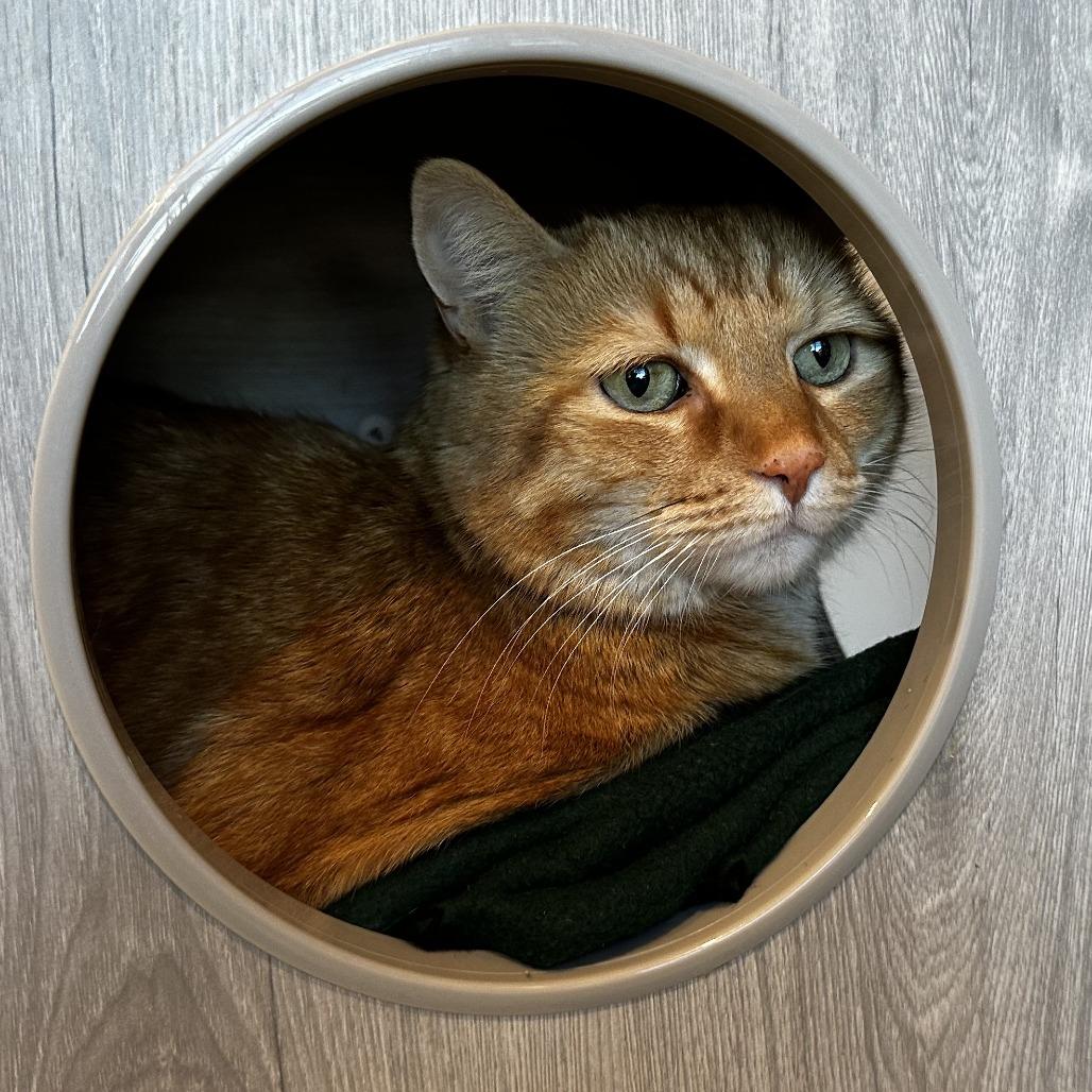 Enlarge Bruno, a Adoptable Domestic Short Hair in Washington Township, OH image 1/6