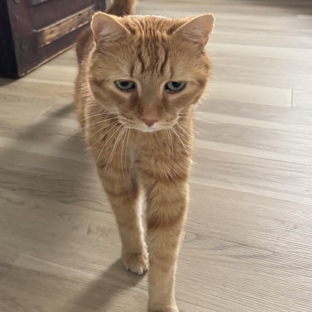 Enlarge Bruno, a Adoptable Domestic Short Hair in Washington Township, OH image 2/6