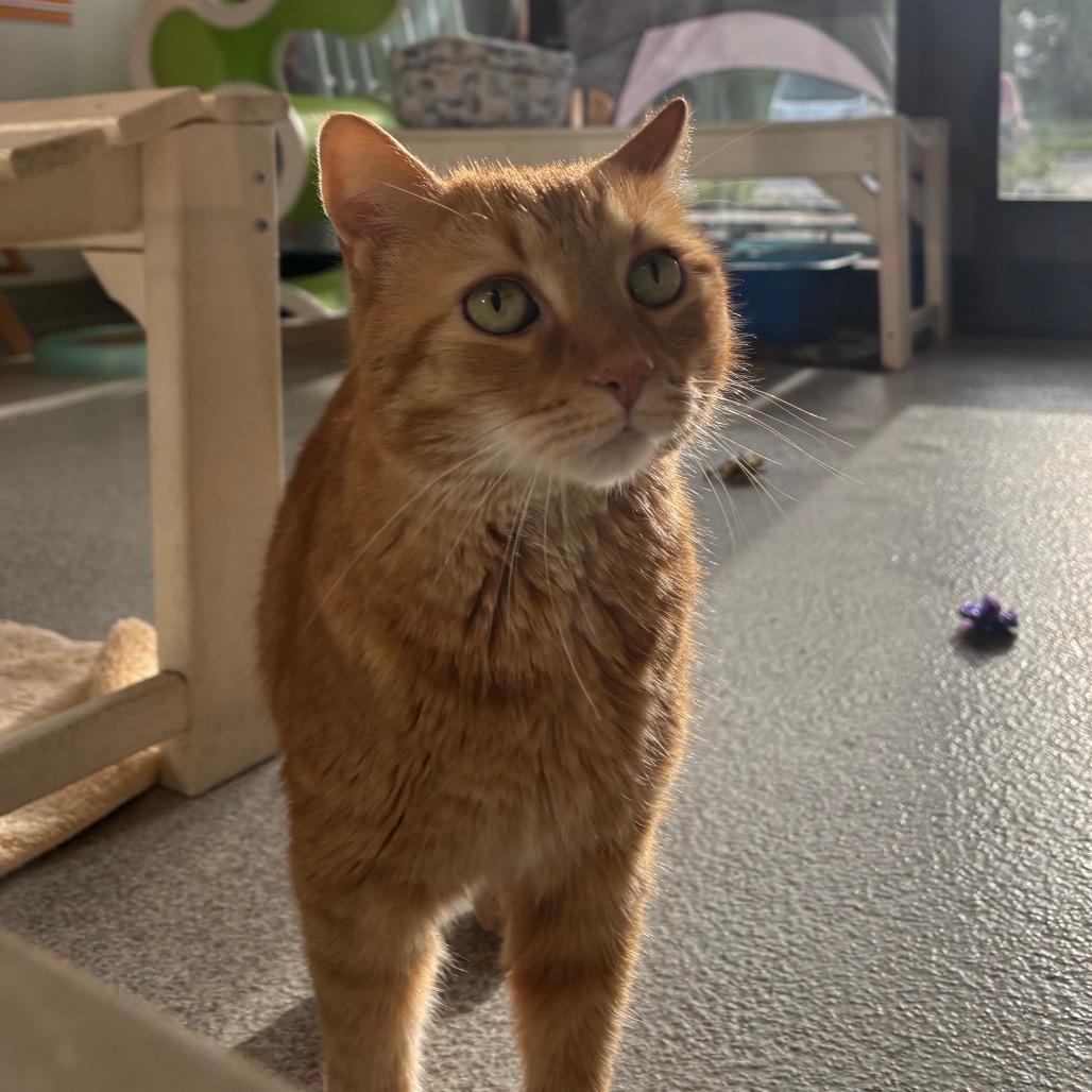 Enlarge Bruno, a Adoptable Domestic Short Hair in Washington Township, OH image 3/6