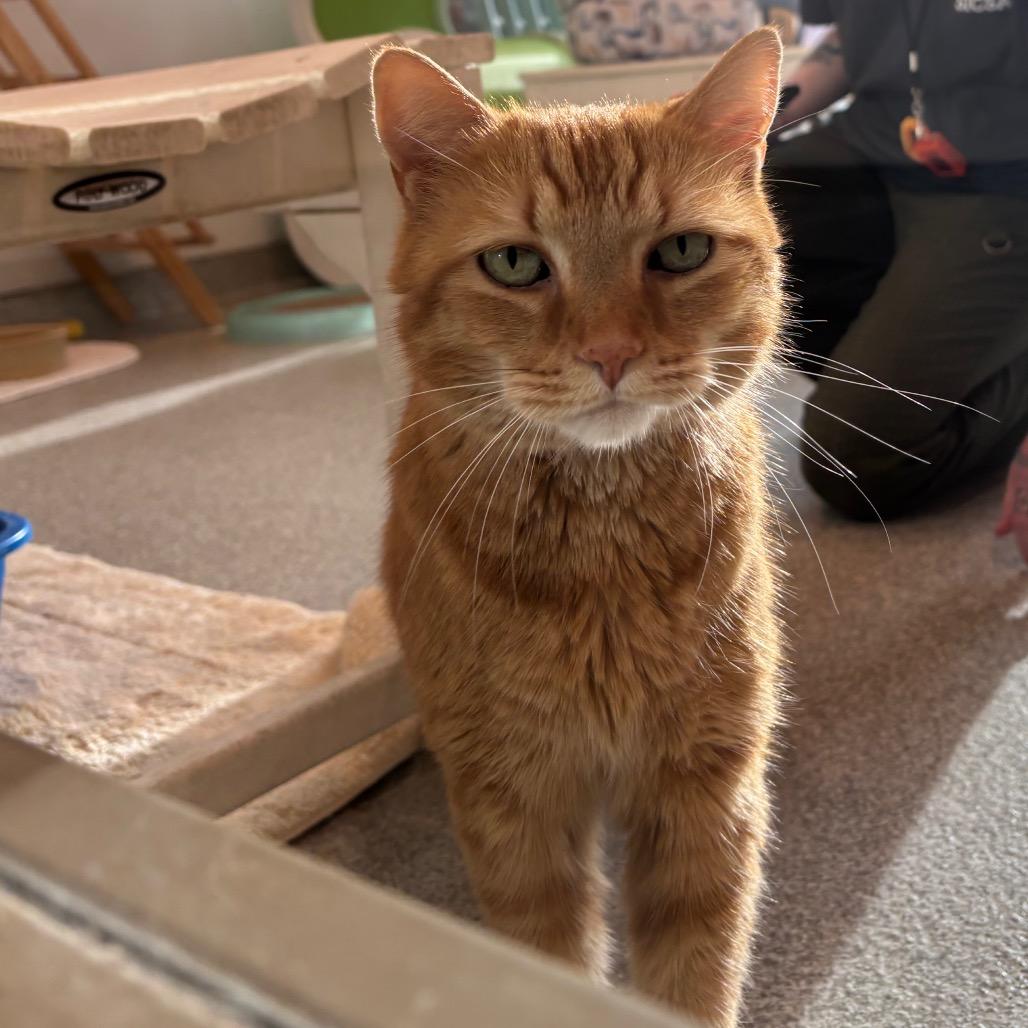 Enlarge Bruno, a Adoptable Domestic Short Hair in Washington Township, OH image 4/6