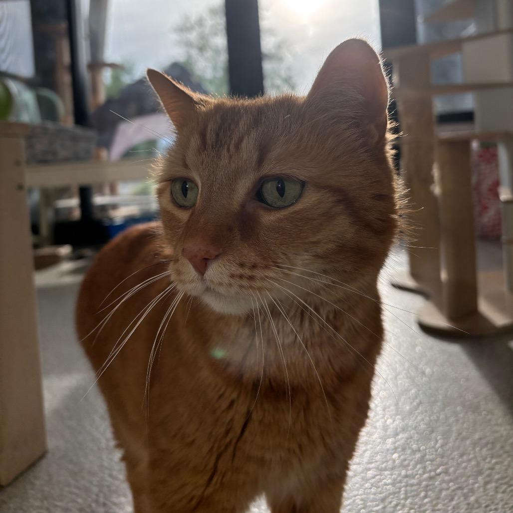 Enlarge Bruno, a Adoptable Domestic Short Hair in Washington Township, OH image 5/6
