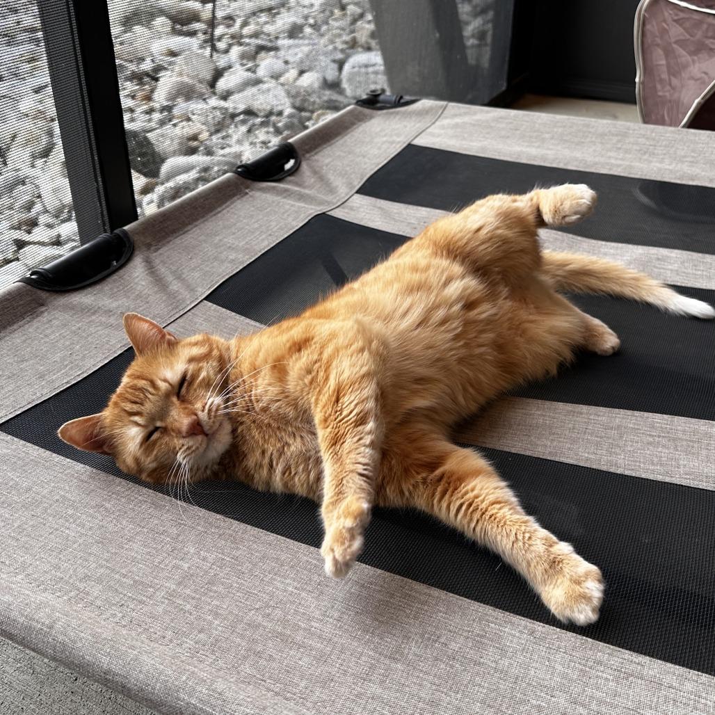 Enlarge Bruno, a Adoptable Domestic Short Hair in Washington Township, OH image 6/6