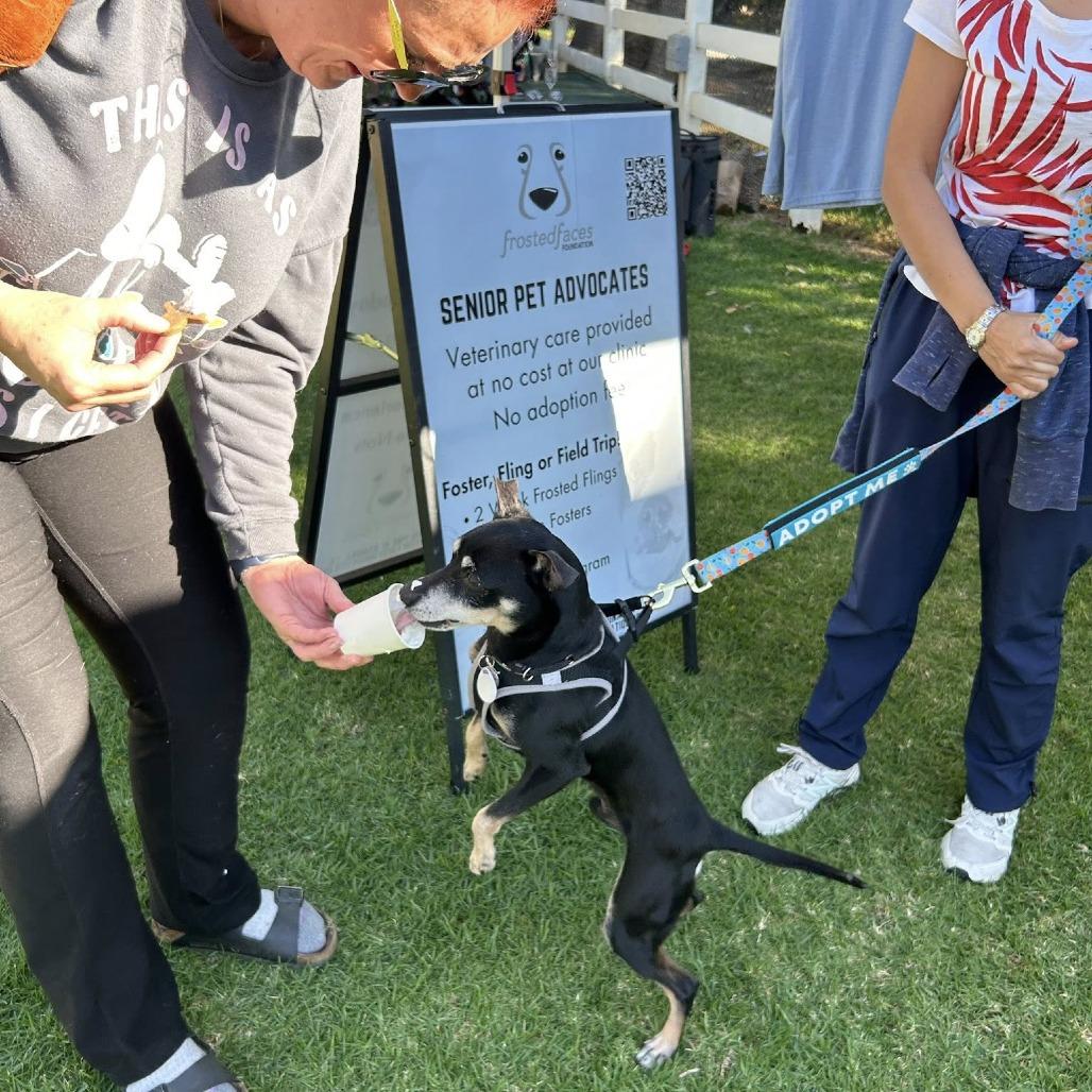 Enlarge Professor Plum, a Adoptable Chihuahua in Ramona, CA image 1/6